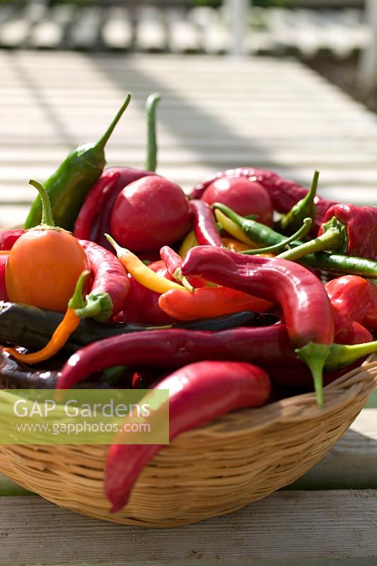 Basket with Capsicum - Chillies