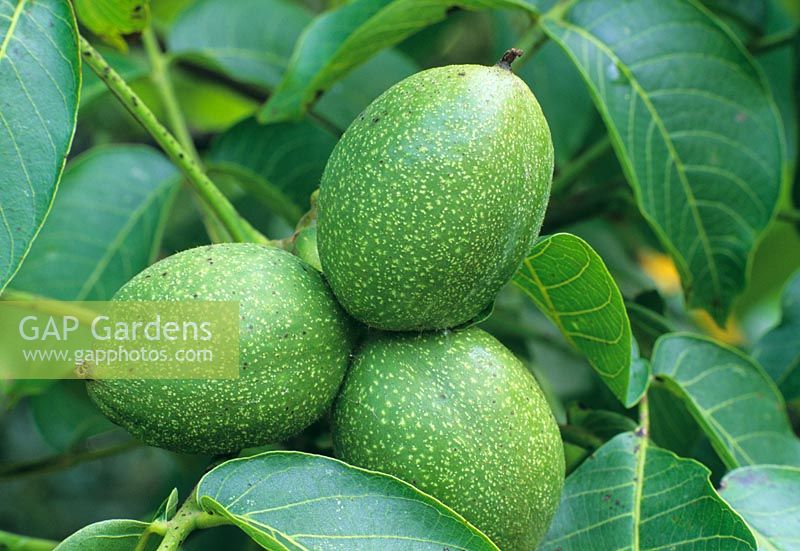 Juglans regia - Walnuts on tree in September