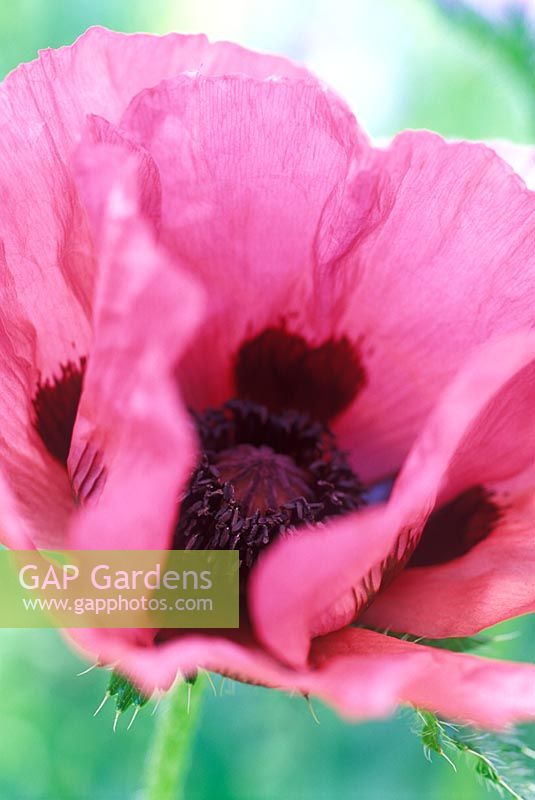 Papaver orientale 'Raspberry Ruffles' - Poppy flowering in June 