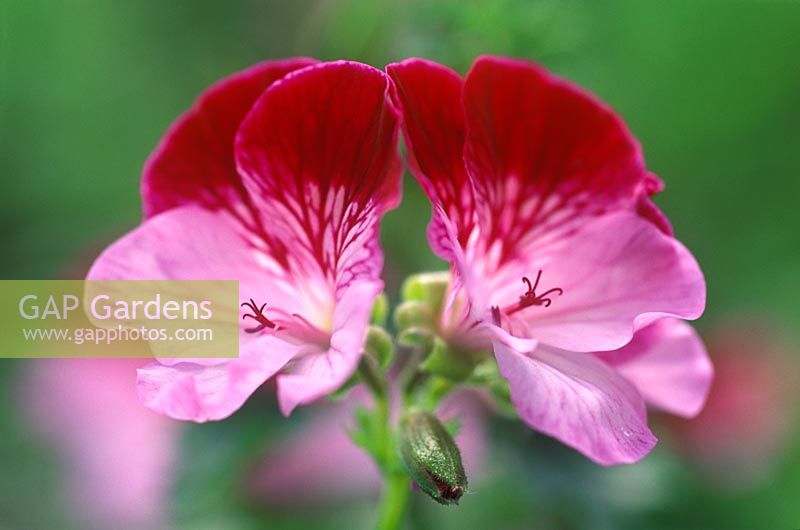 Pelargonium 'Tip Top Duet'  