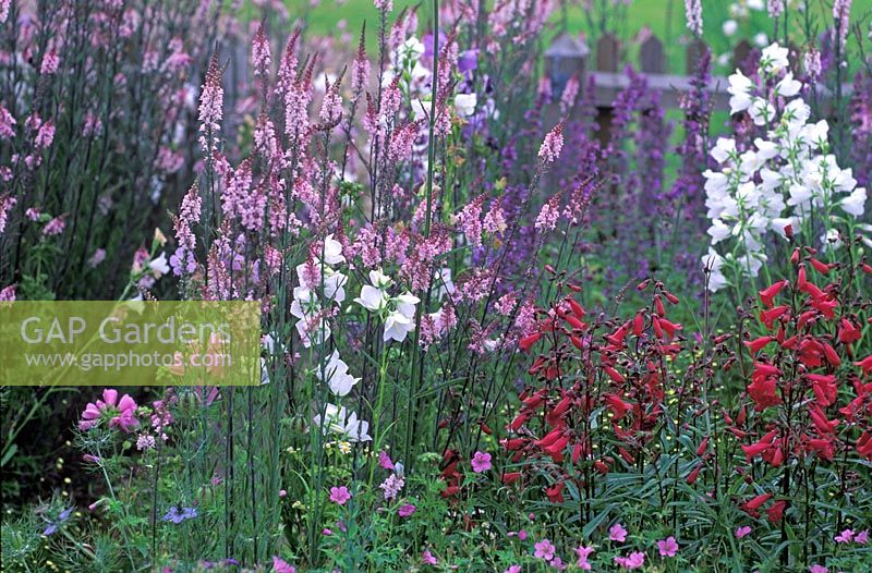 Summer border with Penstemon 'Garnet', Linaria purpurea 'Canon Went' and  Campanula persicifolia var 'Alba'