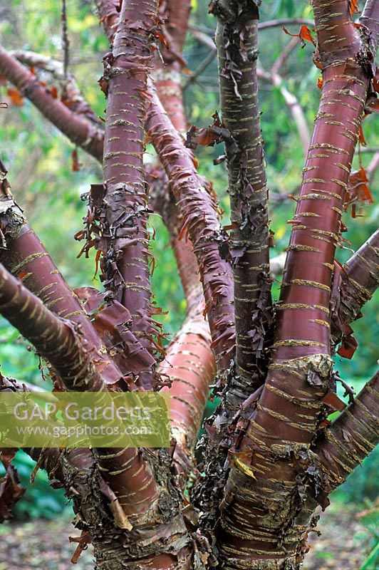 Prunus serrula - Birch bark Cherry in October  