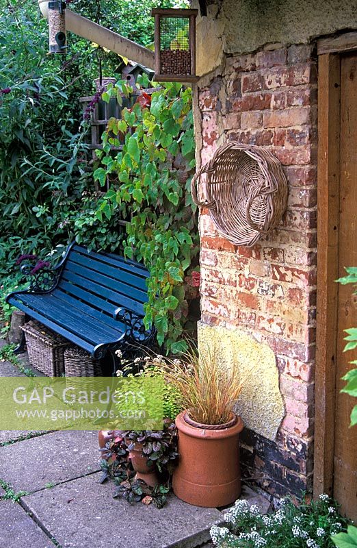 Rustic small garden scene with seat and pots of Ajuga, Thymus, Ornamental Grass. Parthenocissus tricuspidata growing around the bench.