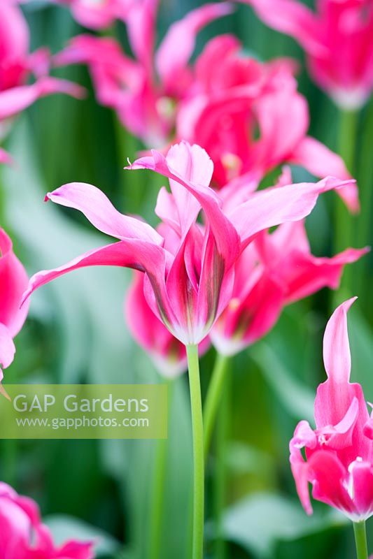 Tulipa 'Dolls Minuet'