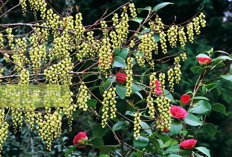 Stachyurus praecox and Camellia