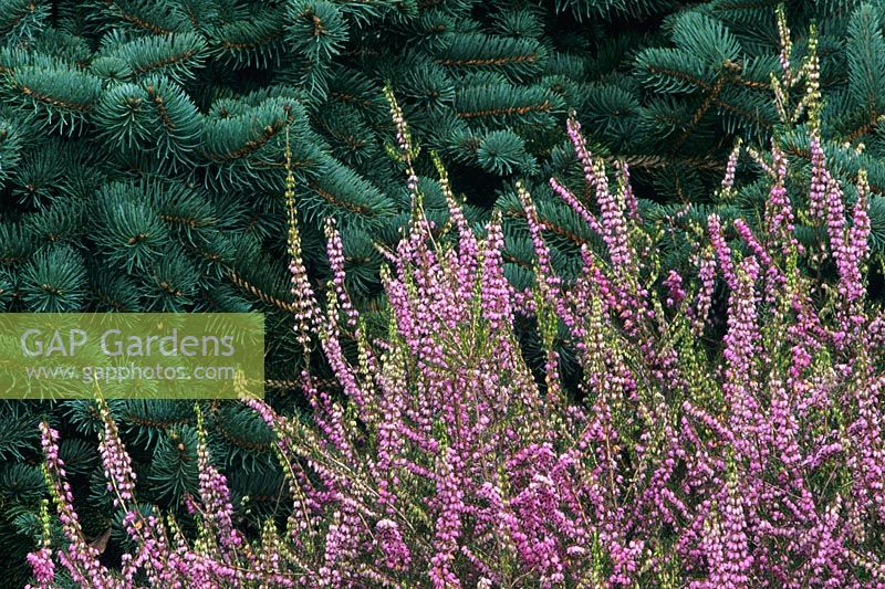 Erica darleyensis 'Arthur Johnson' with Picea pungens 'Pendula' 