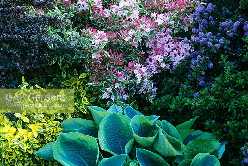 Weigela 'Florida Variegata', Ceanothus 'Trewithen Blue' and Hosta 'Francis Williams'. Badgers, IW