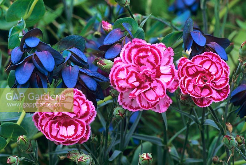 Dianthus 'Doris' and Cerinthe major 'Purpurascens'