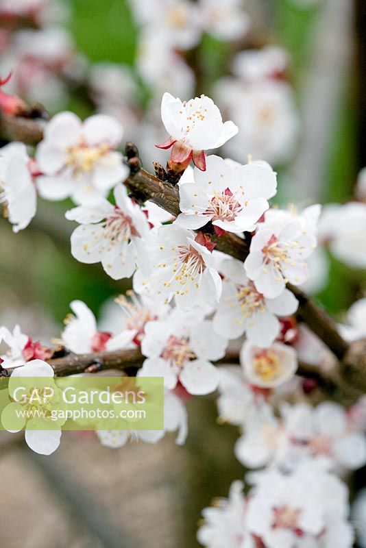 Prunus - Apricot 'Donceur' blossom