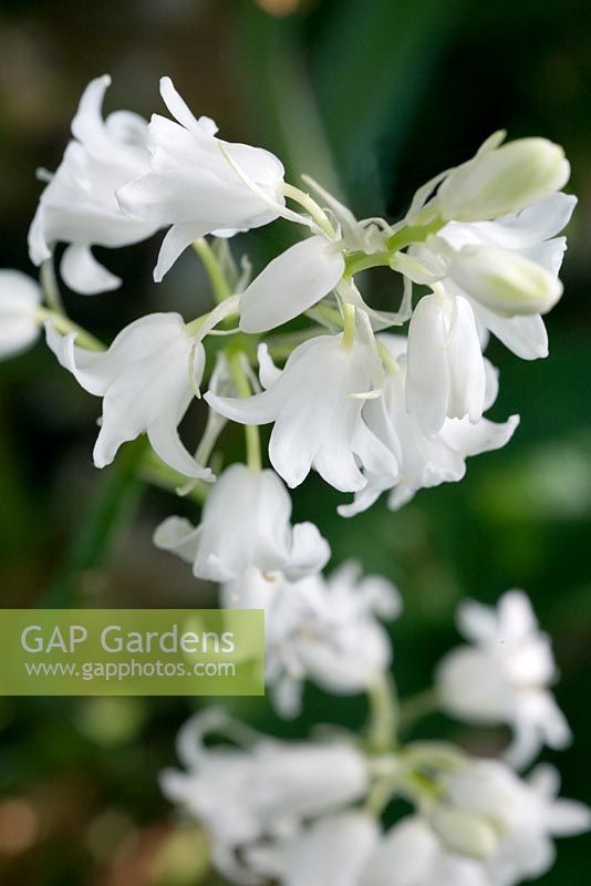 Hyacinthoides hispanica 'La Grandesse' 