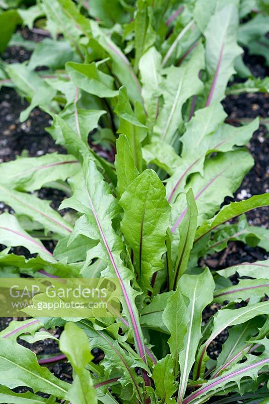 Italian edible dandelion 'Red Rib'. Gardening off in coldframe and ready to put in the ground 