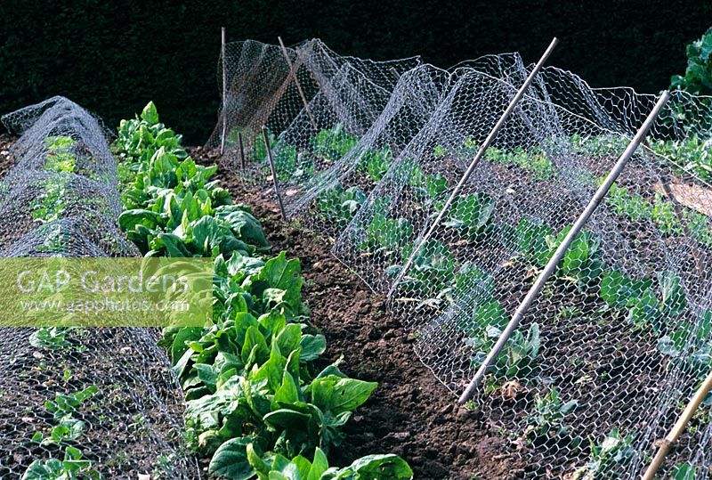 Protecting Brassica with wire netting in vegetable garden