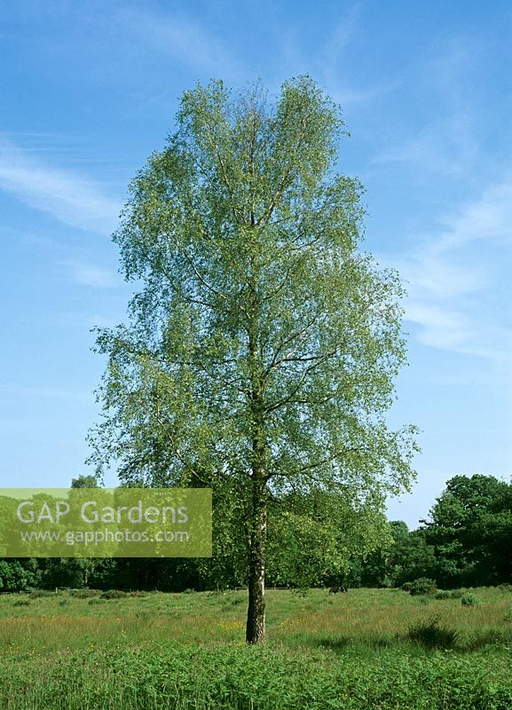 Betula pendula  