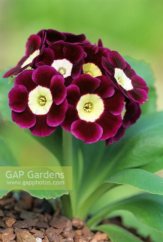 Primula auricula 'Argus'