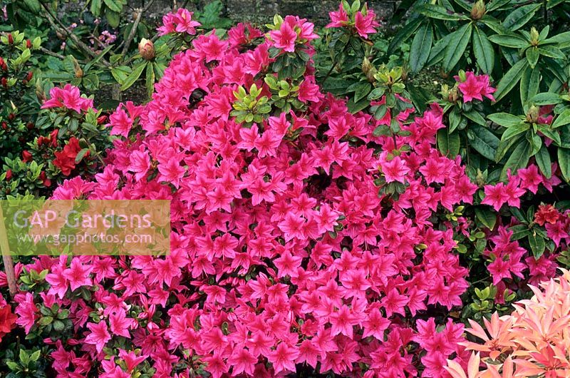 Rhododendron 'Hinode-giri'