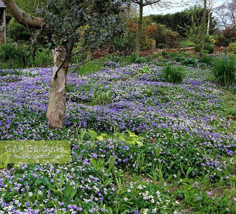 Viola sororia 'Freckles' naturalised. Merriments Garden, Sussex.