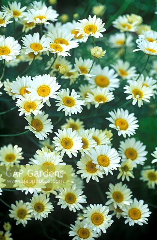 Anthemis tinctoria 'Sauce Hollandaise' 