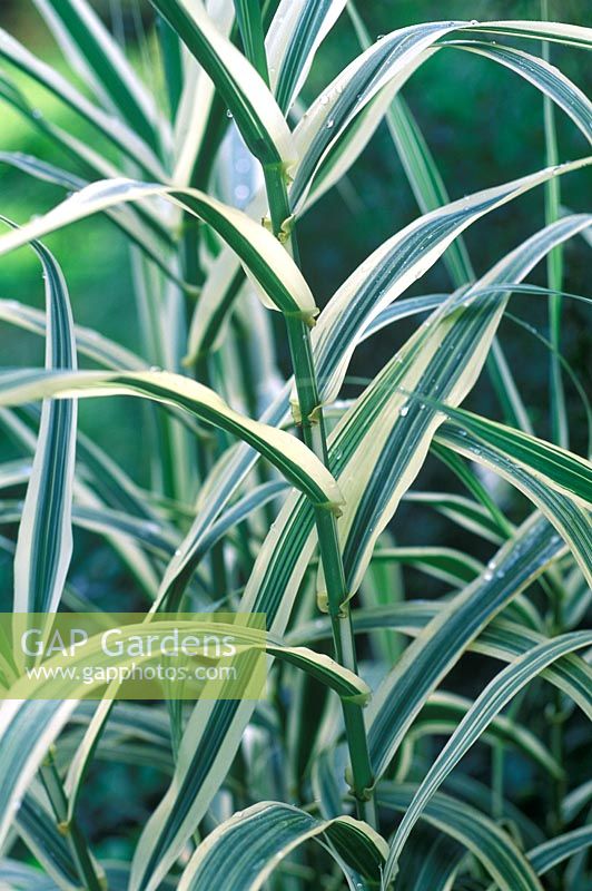 Arundo donax 'Variegata'  