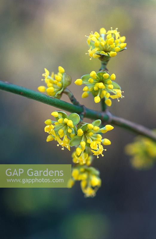 Cornus mas