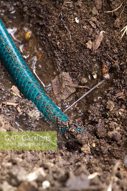 Hose buried near plant roots, recycled water fed from water butt