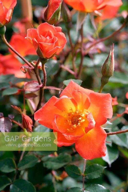 Rosa 'Warm Welcome' = Climbing Patio Rose 'Chewizz'  