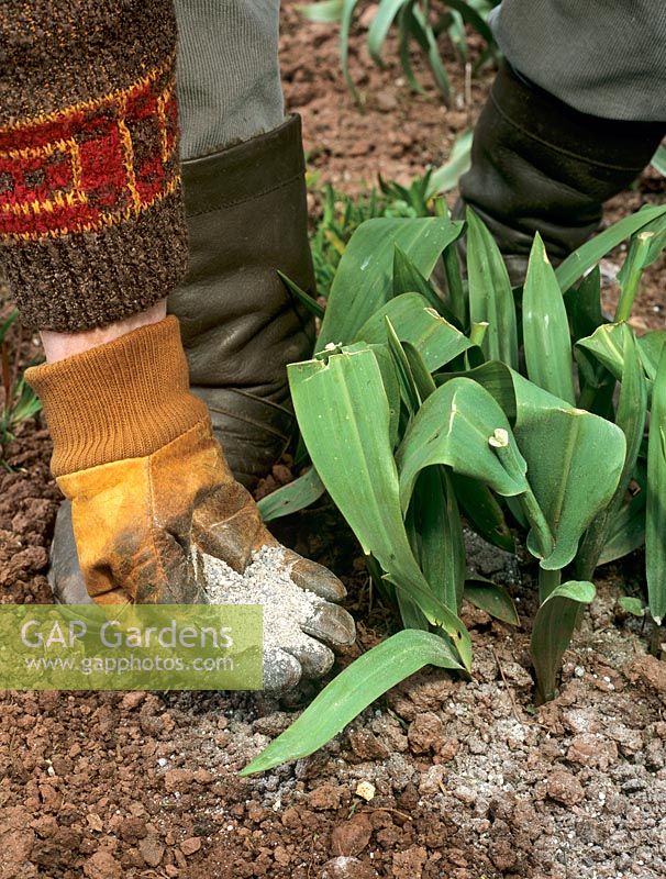 Applying general fertiliser to bulbs after blooms have faded (Tulipa sp)