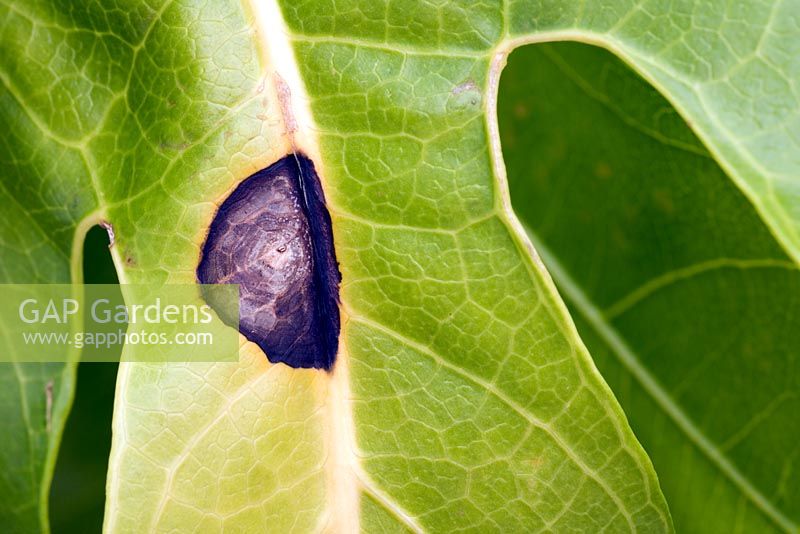Leaf spot Fatsia japonica