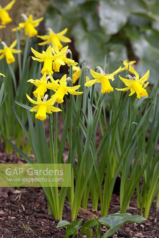 Narcissus 'February Gold' - Daffodils in Holehird Garden, Cumbria