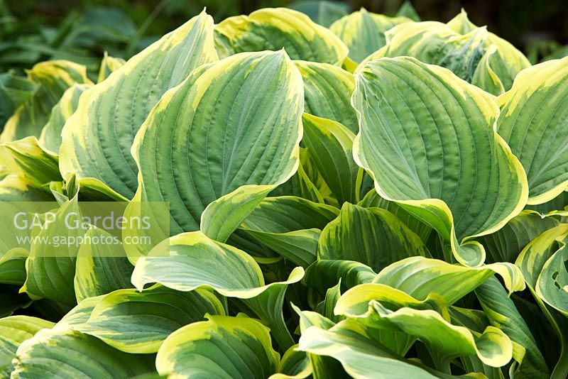 Hosta 'Shade Fanfare' at Holehird,Windermere