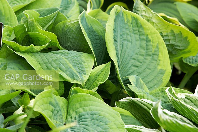 Hosta 'Frances Williams Improved' at Holehird in Windermere