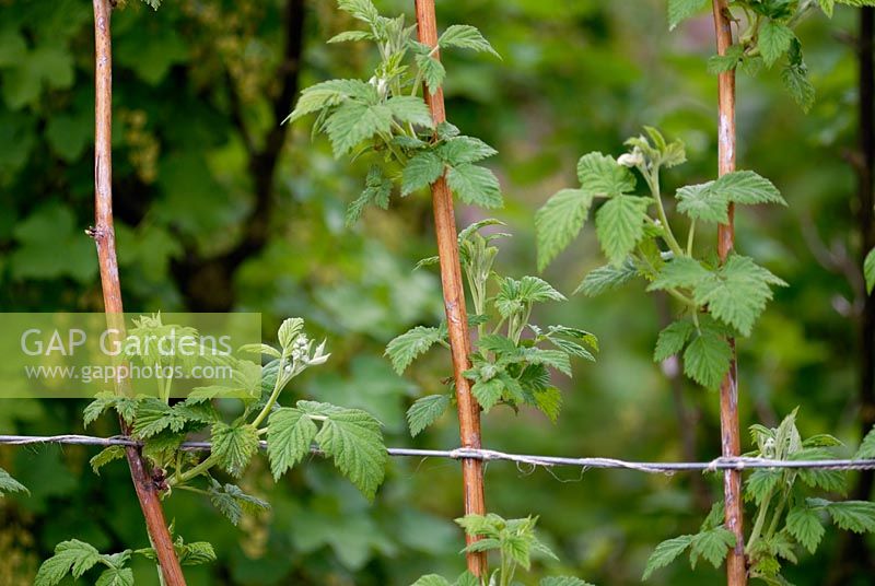 Rubus - Raspberry 'Glen Cova' canes tied to wire