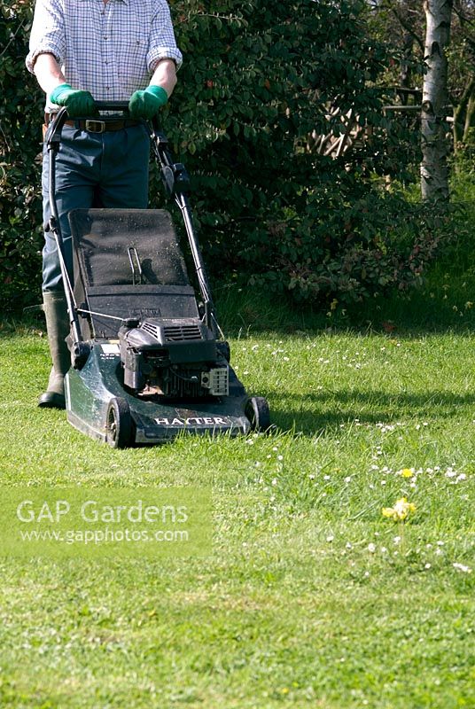 Man mowing the lawn with a petrol driven rotary mower in spring. Daisies and Cowslips in the lawn. 