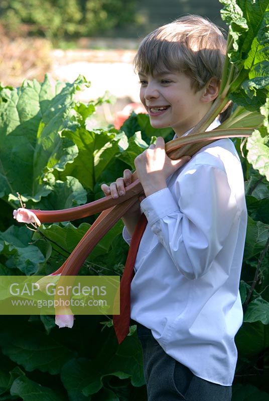 Boy picking Rhubarb (Rheum x cultorum). The stems are tender and pink from using a forcing jar 
