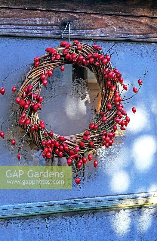 Round wicker wreath with rose hips hanging from frosted shed window 