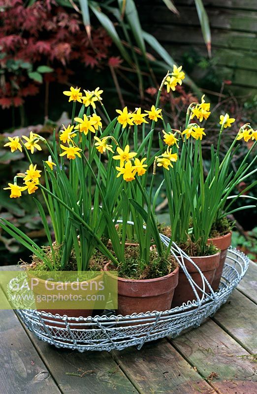 Narcissus 'Tete-a-Tete' dwarf daffodils in terracotta pots placed in wire metal basket by Marston & Langinger