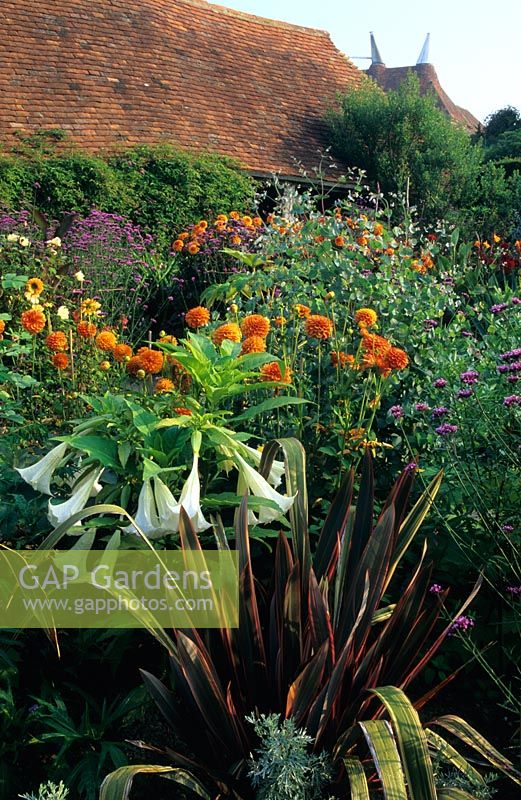 Exotic summer border with Phormium 'Sundowner', Brugmansia suaviolens, Dahlia 'Chiltern Amber', Eucalyptus gunnii and Vebena bonariensis at Great Dixter, Sussex