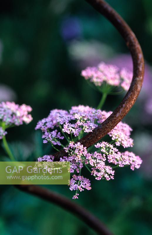 Pimpinella major 'Rosea' growing through spiral iron stake