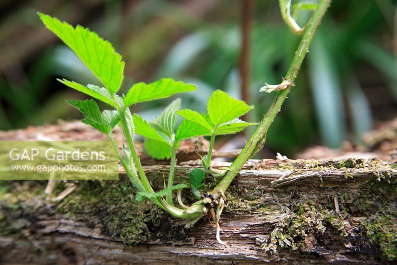Rubus - Bramble leaf and root