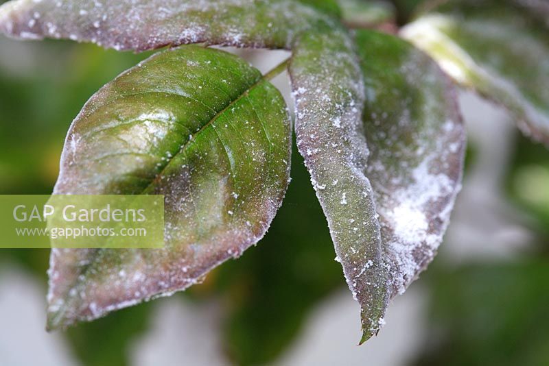 Powdery Mildew disease on rose leaf 