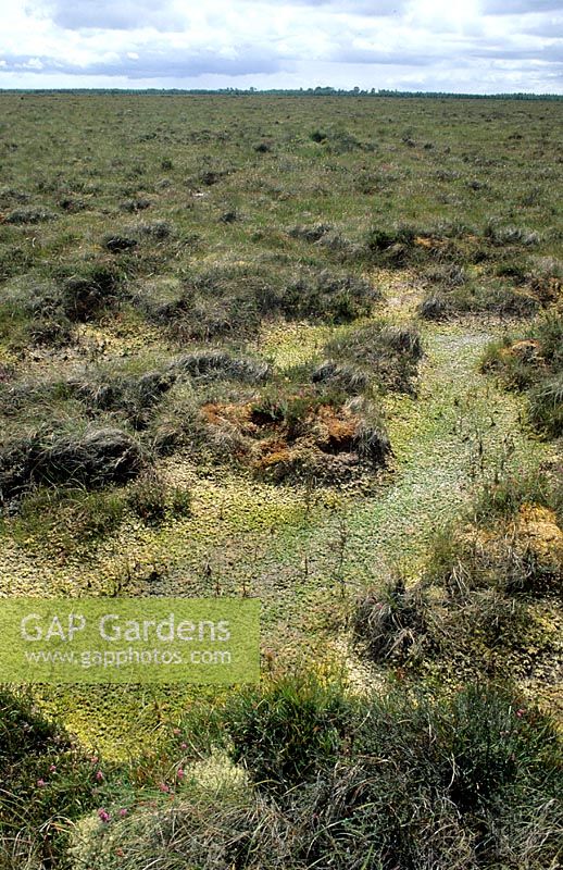 Peat Bog, Garriskill, County Westmeath, Eire