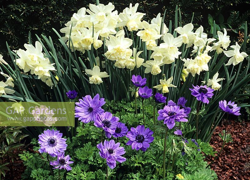Narcissus 'White Marvel' with Anemone 'Lord Leutenant'.