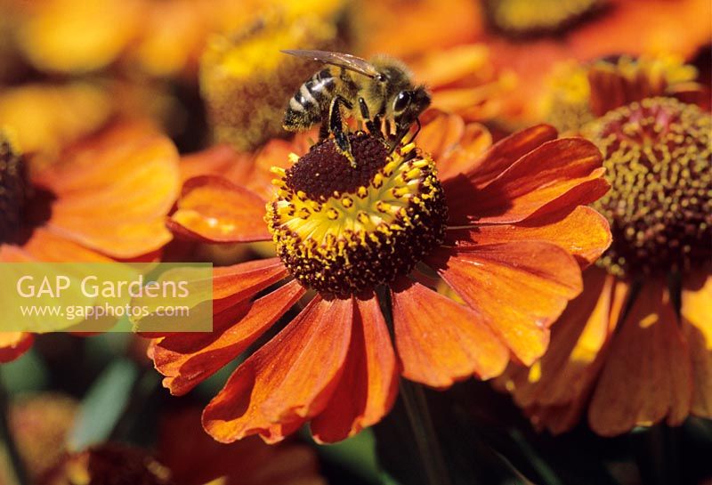 Helenium 'Indian Summer' close-up of bee on flower