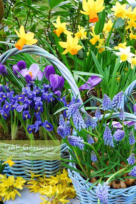 Large basket contains Iris Reticulata 'Harmony' and Dutch Crocus 'Vernus Blue'. Front basket contains Muscari 'Blue Magic' and Grape Hyacinths. Cut Forsythia on  table. Background Narcissus, 'Jetfire' and 'Tete a Tete'.