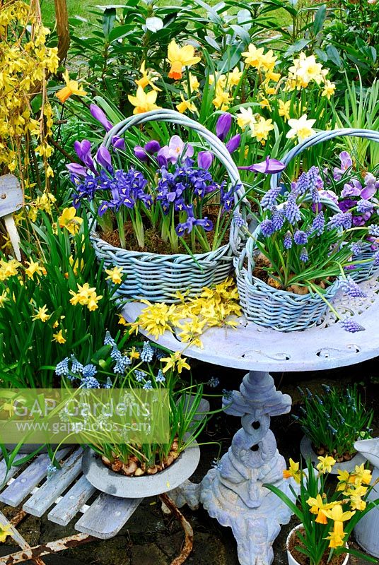 Large basket contains 'Vernus Blue' large dutch crocus and Iris Reticulata 'Harmony. Centre basket contains Muscari 'Blue Magic. Right basket contains Crocus tommasimianus 'Lilac Beauty'. Forsythia on table. On chair Narcissus 'Tete a Tete' and Muscari 'Royal'. Pot Narcissus 'Jetfire' below and in background with Narcissus 'Tete a Tete'.