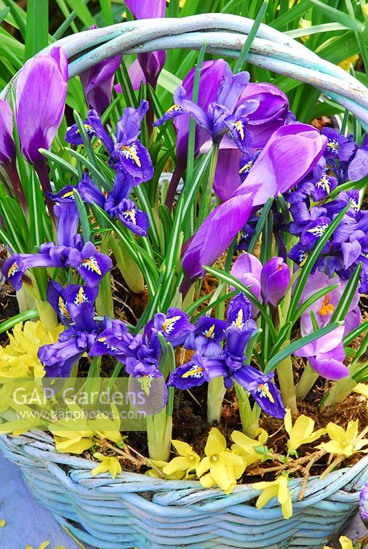 Basket of Spring Bulbs in March. Iris Reticuata 'Harmony' and large Dutch Crocus 'Vernus Blue'. Forsythia trimming the basket edge.
