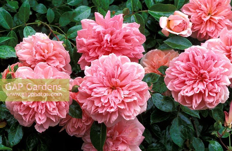 Rosa 'Paul Transon' flowering in June