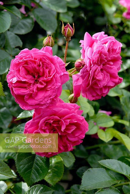 Rosa 'Karlsruhe' flowering in June