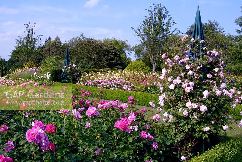The rose garden at the RHS Gardens Hyde Hall in June. Roses include - Rosa The Herbalist 'Aussemi' in the foreground, R. Mortimer Sackler 'Ausorts' growing on the obelisk and R. The Countryman 'Ausman'