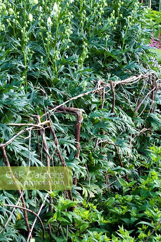 Woven hazel offering natural and discreet support for tall herbaceous plants at back of perennial borders at West Dean gardens.