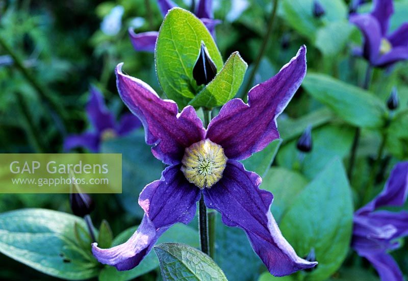 Clematis integrifolia 'Hendersonii' flowering in June